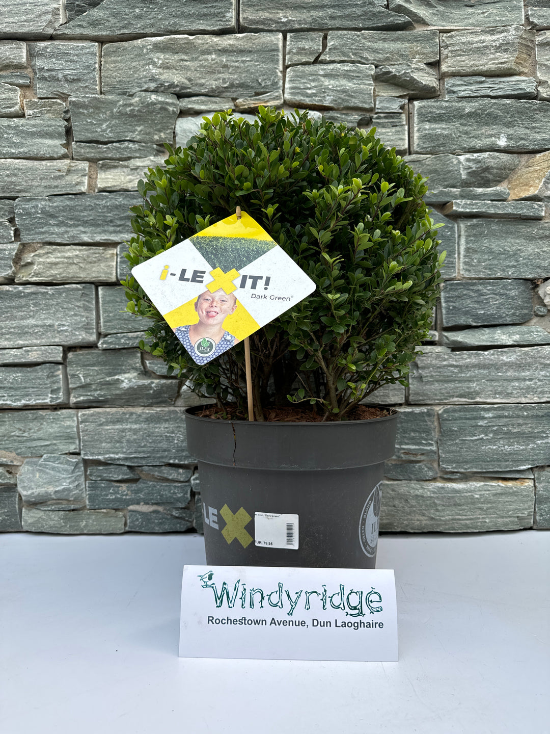 Ilex cren. Dark Green