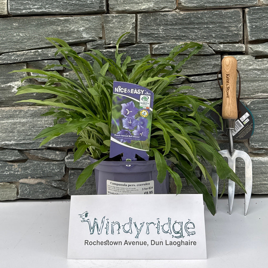 Campanula Pers. Coerulea - Herbaceous - Windyridge Garden Centre