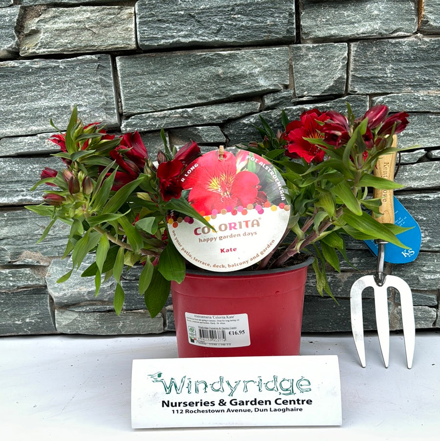 Alstroemeria Colorita Kate - Herbaceous - Windyridge Garden Centre