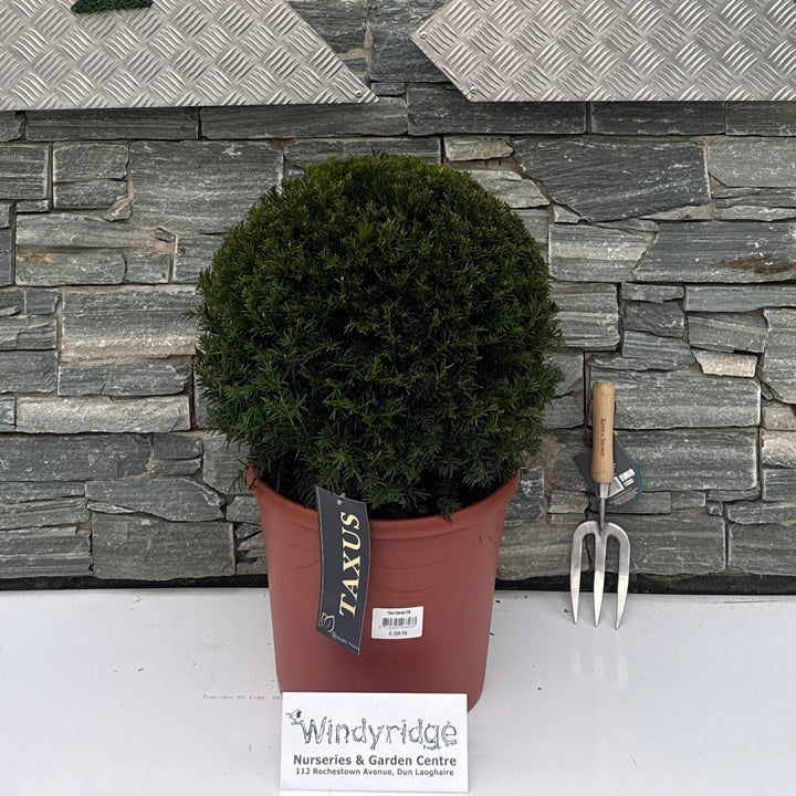 Taxus baccata P30 (11 LTR) BALL-45+CM