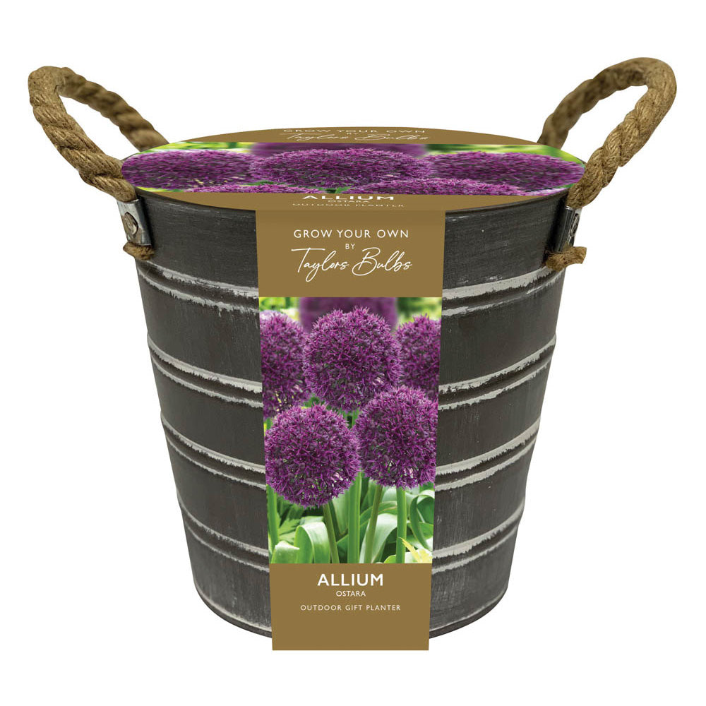 OUTDOOR ALLIUM ZINC BUCKET 3