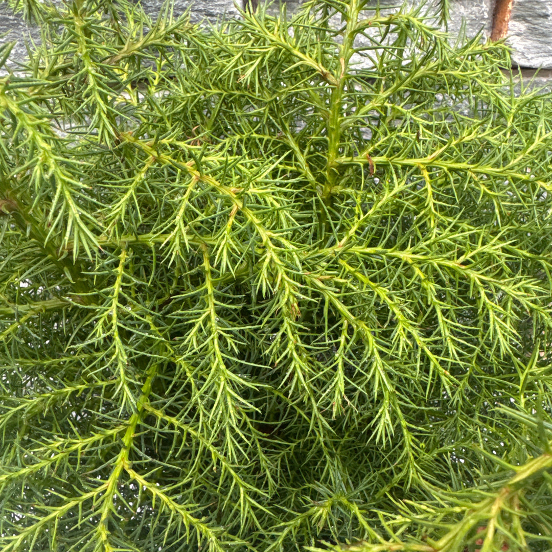 Cryptomeria j. Elegans Viridis  40-50 CM C5