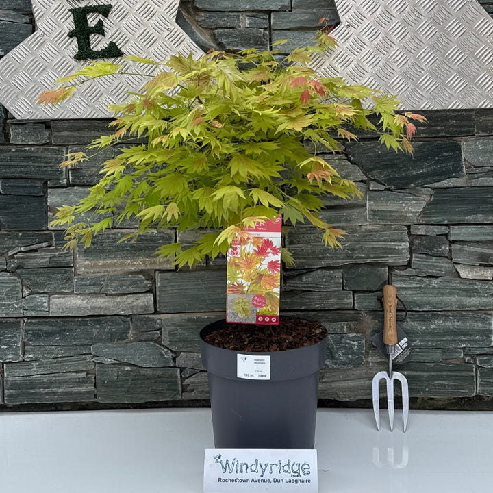 Acer shir. Moonrise