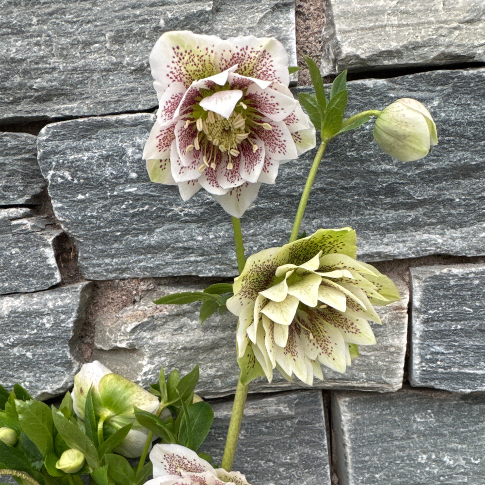 Helleborus Verboom Cinderella P15 - Herbaceous - Windyridge Garden Centre