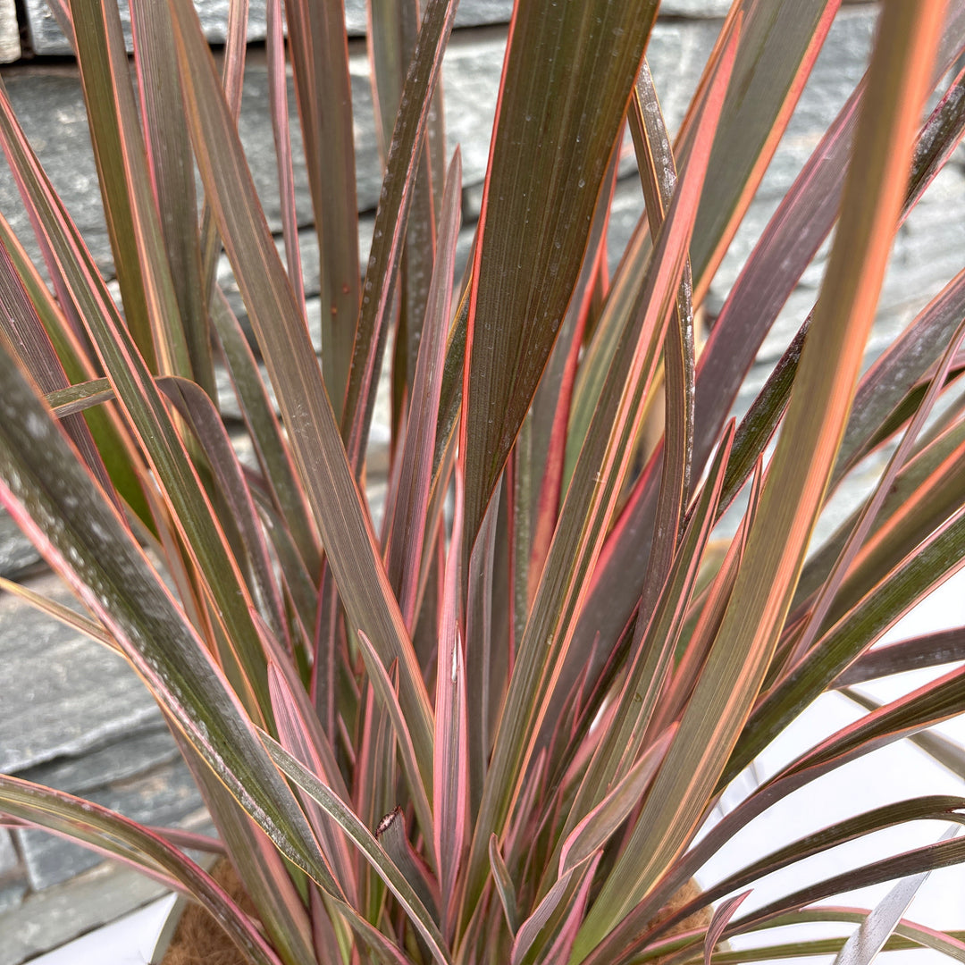 Phormium Sundowner