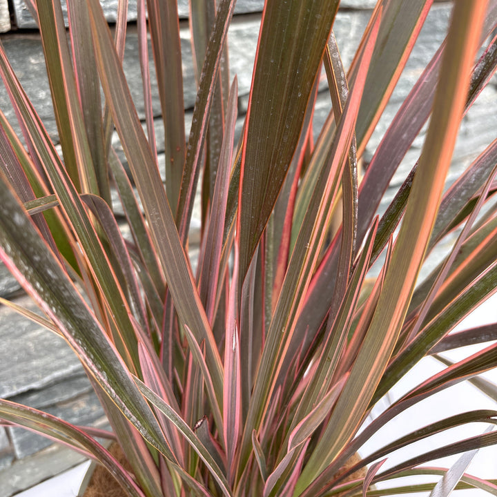 Phormium Sundowner