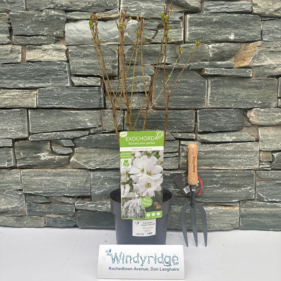 Exochorda R. Magical Springtime - Shrubs - Windyridge Garden Centre