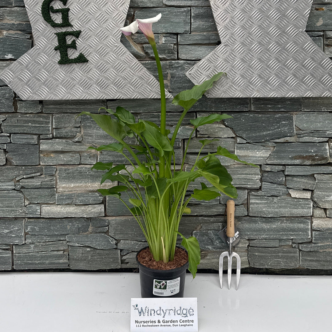 ZANTEDESCHIA 'Eydona Purple White' 3L