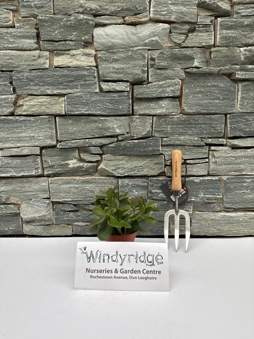 Money Plant (Crassula Ovata Sunset)