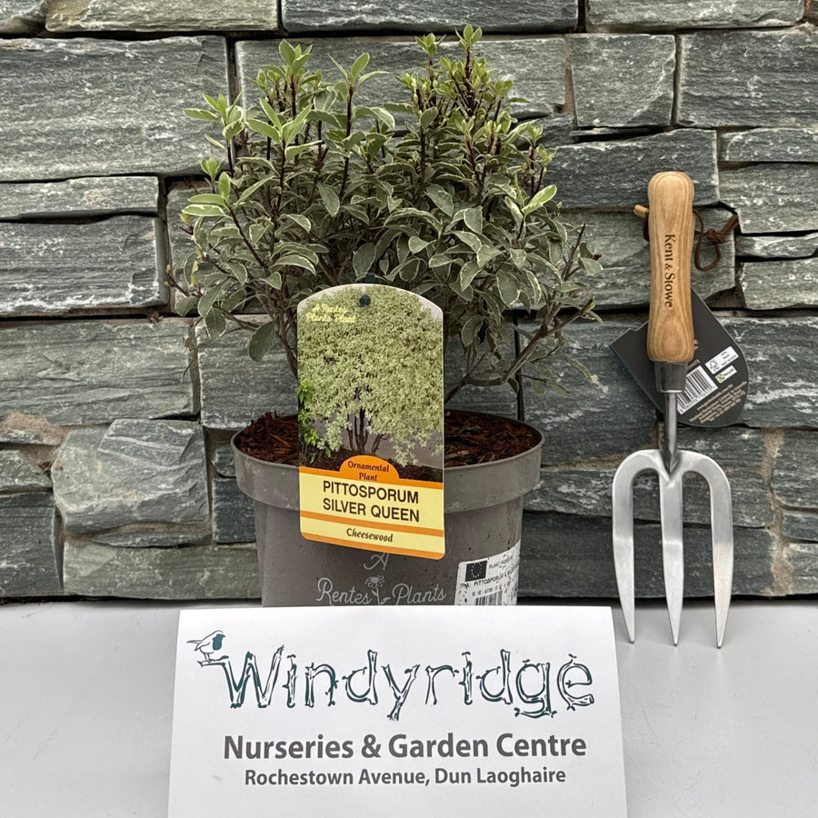 Pittosporum Silver Queen in 2ltr pot