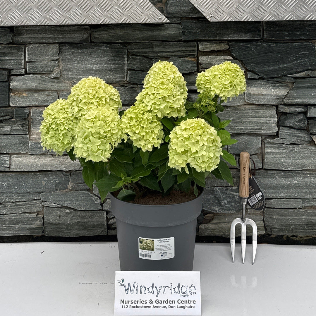 HYDRANGEA pan. 'Little Spooky'