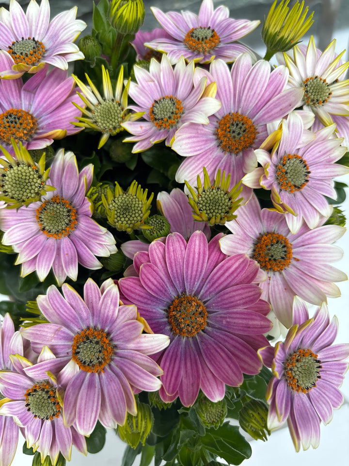 Osteospermum 'Margarita' Lilac P17 - Shrubs - Windyridge Garden Centre