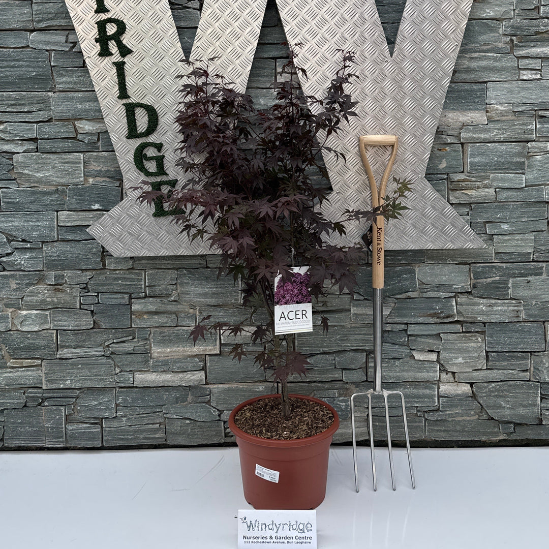 Acer palmatum Bloodgood 80-100 CM C15