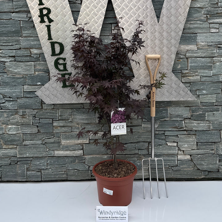 Acer palmatum Bloodgood 80-100 CM C15
