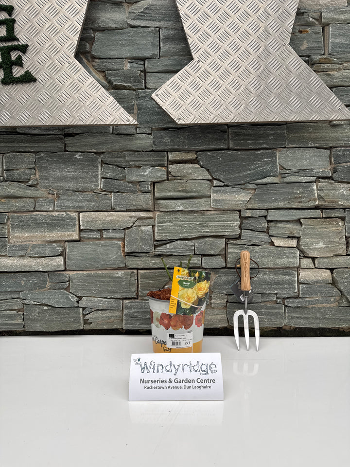 FLOWER CARPET GOLD 3.5Ltr