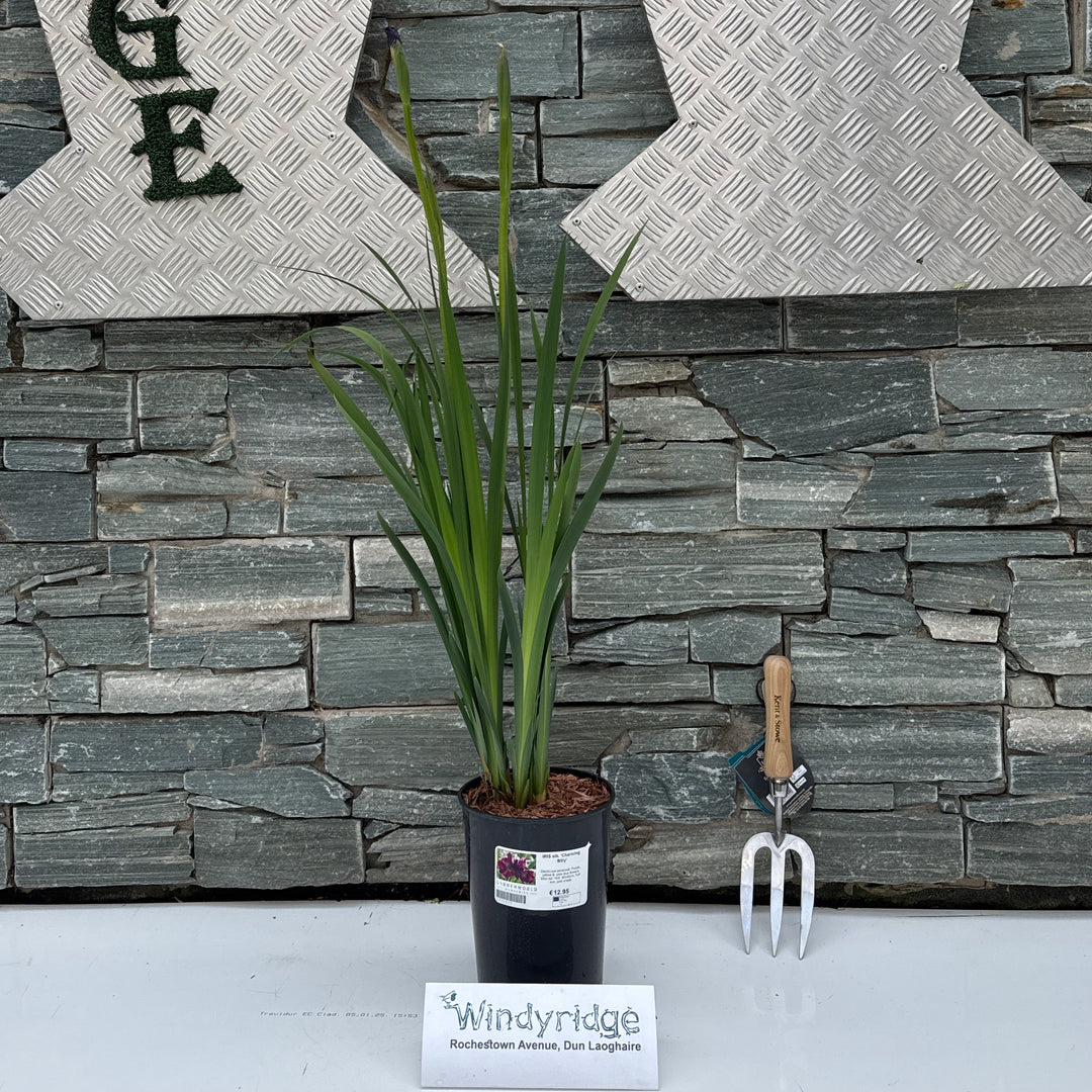 IRIS sib. 'Charming Billy'
