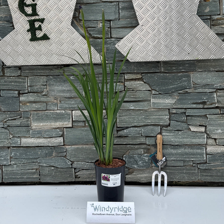 IRIS sib. 'Charming Billy'