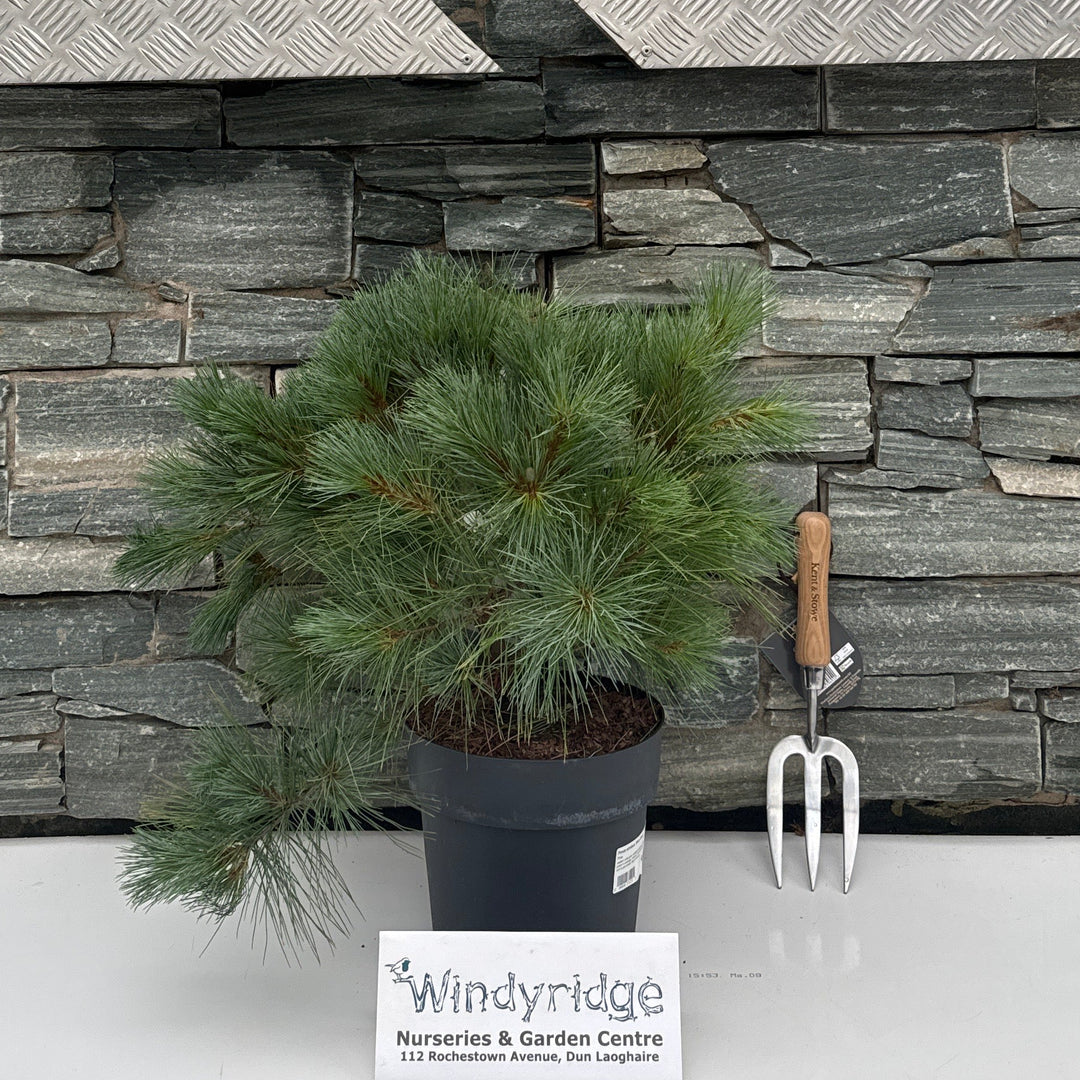Pinus strobus 'Blue Shag'