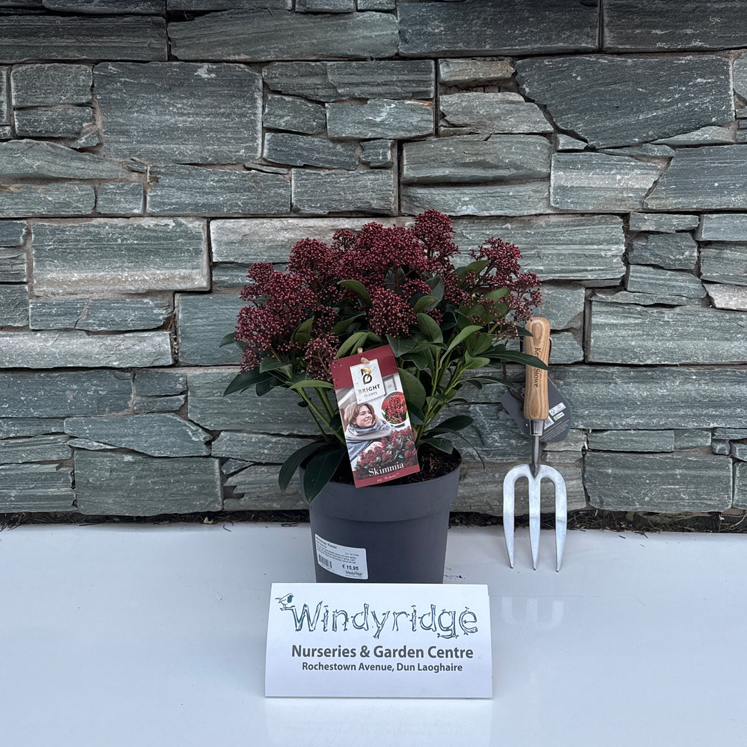 Potted plant with a Windyridge label on a stone wall background
