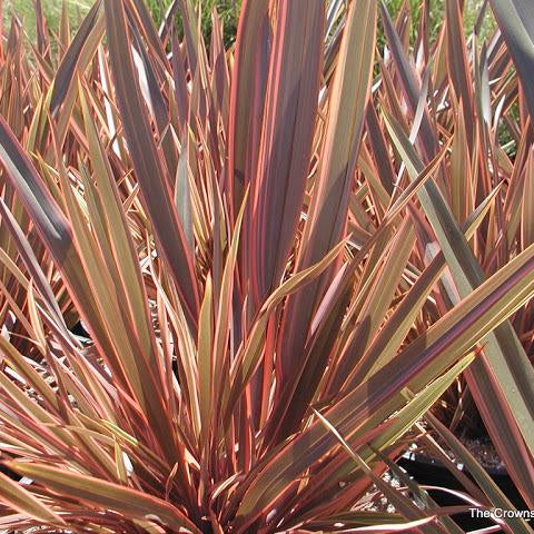 Phormium Sundowner   40/50   3L - Herbaceous - Windyridge Garden Centre