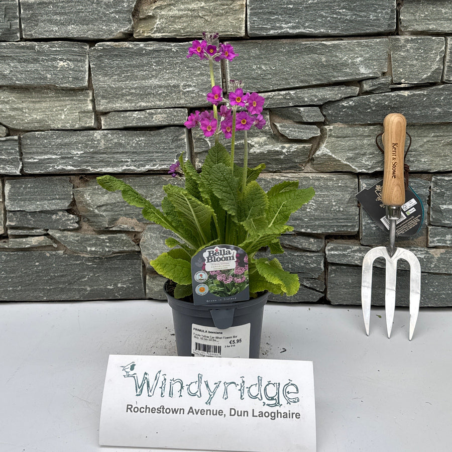 PRIMULA beesiana MUST ALL BE IN FLOWER - Herbaceous - Windyridge Garden Centre