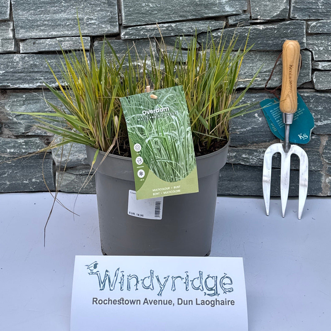 Calamagrostis Acut. Overdam - Herbaceous - Windyridge Garden Centre