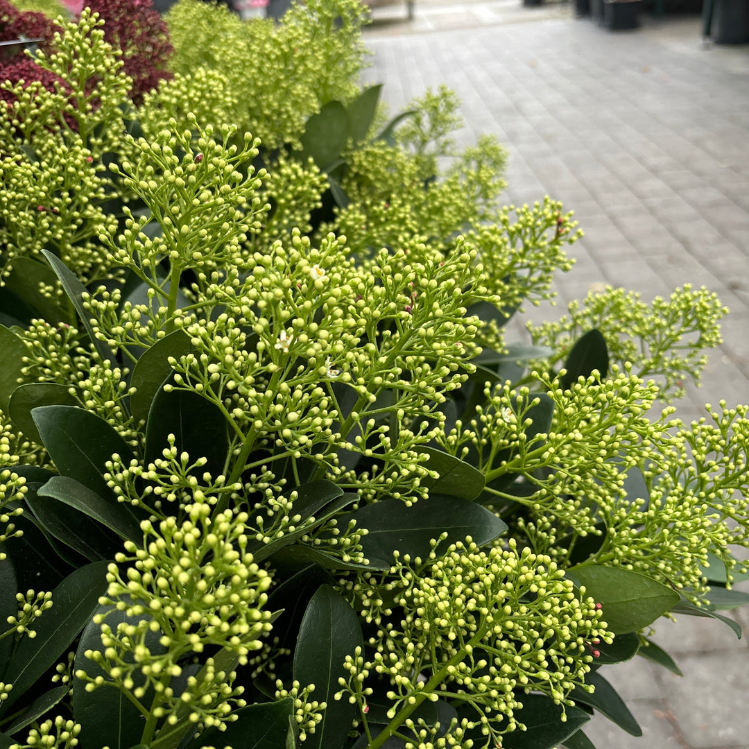 Skimmia jap.  Finchy ® / 5 Ltr pot
