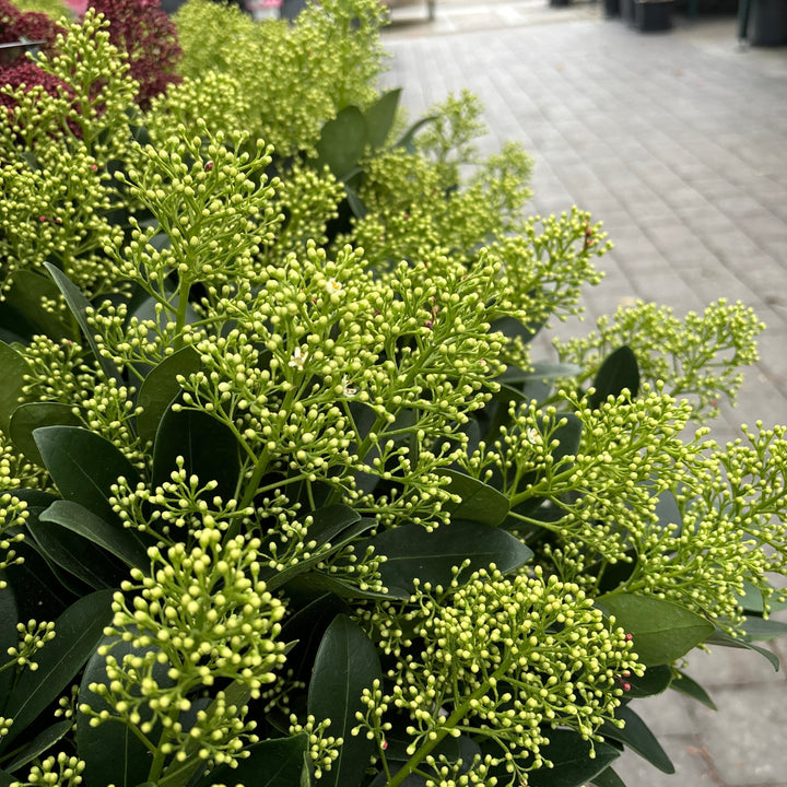 Skimmia jap.  Finchy ® / 5 Ltr pot