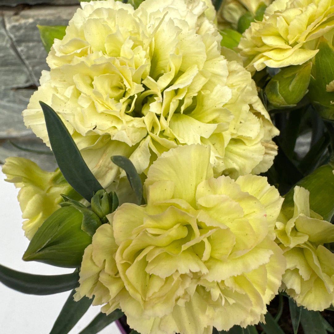 Dianthus flow. Apella Beach