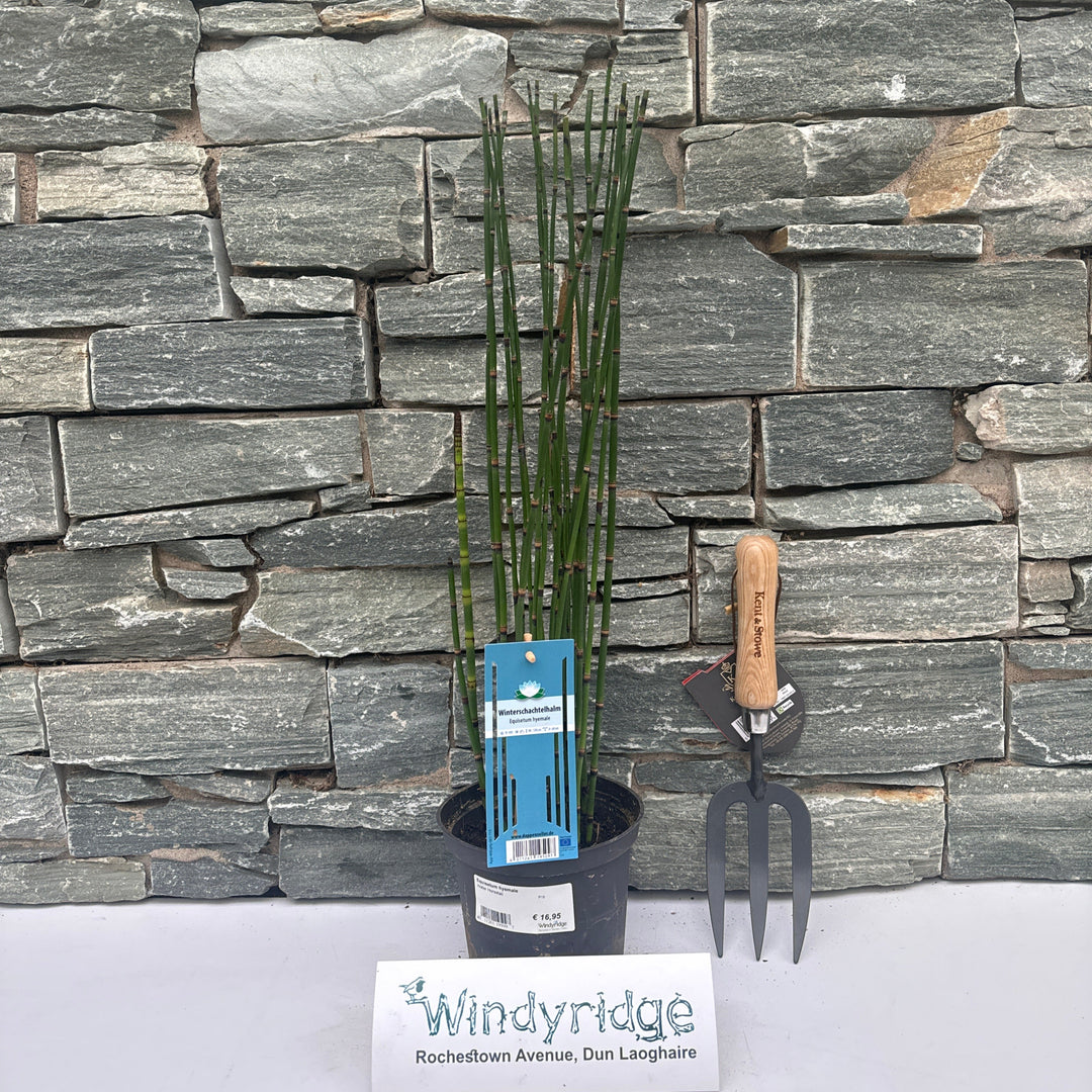 Equisetum hyemale (P15 Pot)