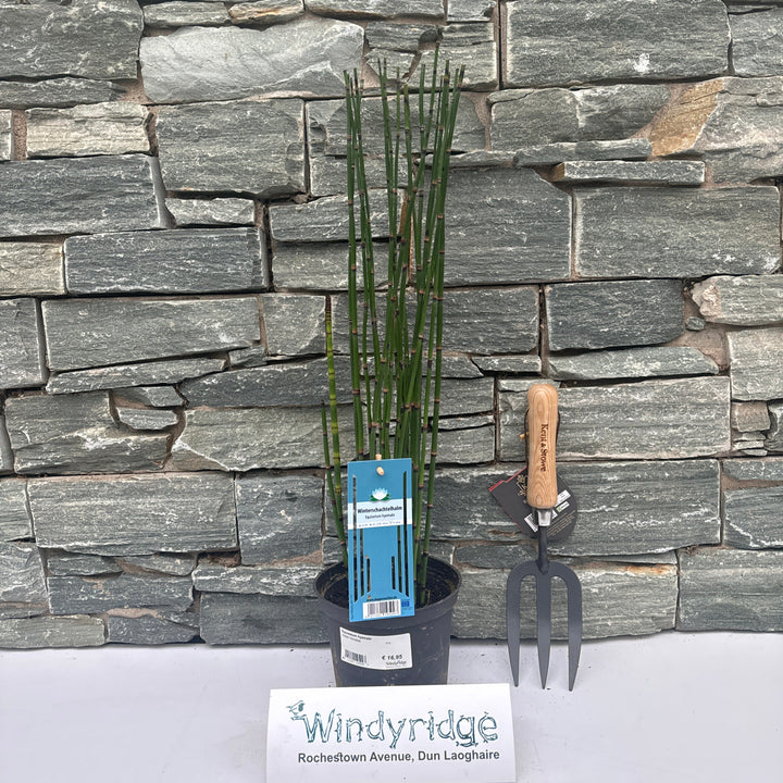 Equisetum hyemale (P15 Pot)