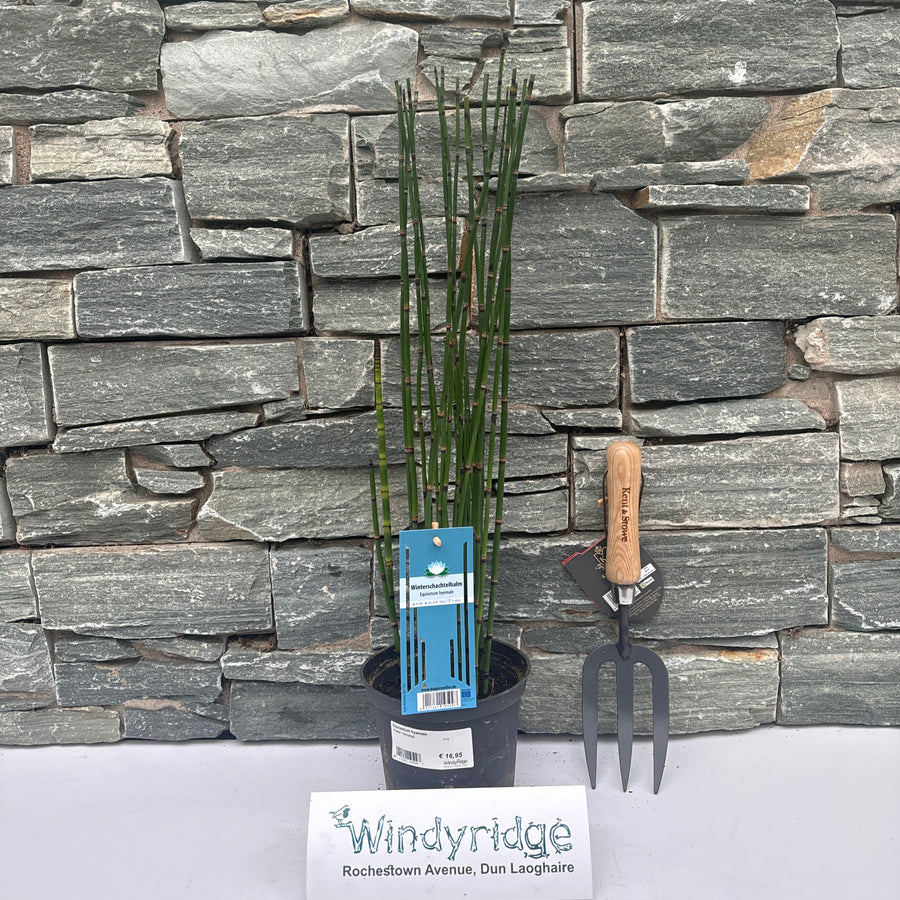 Equisetum Hyemale / P15 - Herbaceous - Windyridge Garden Centre