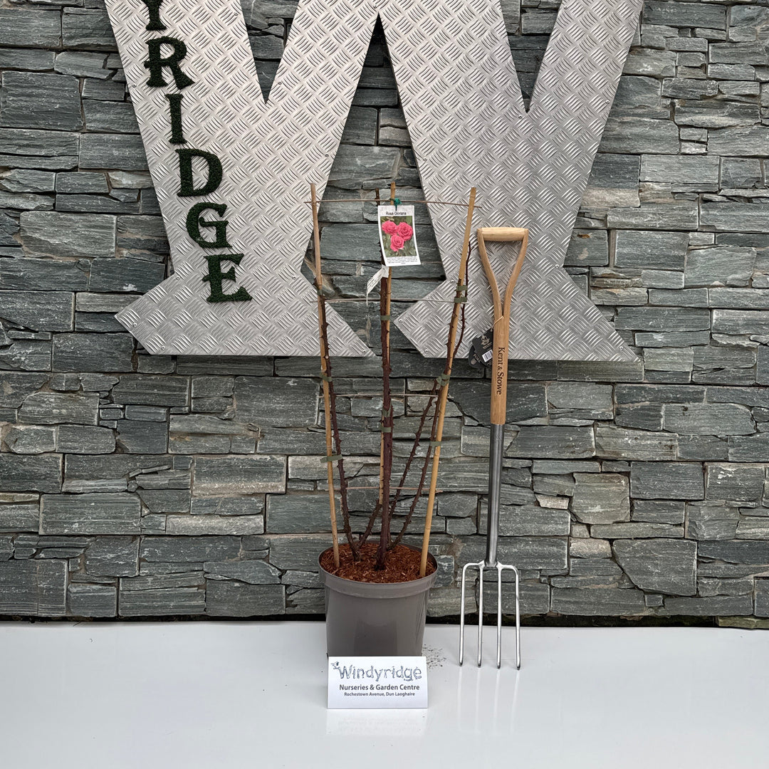 ROSA GLORIANA (Trellis)