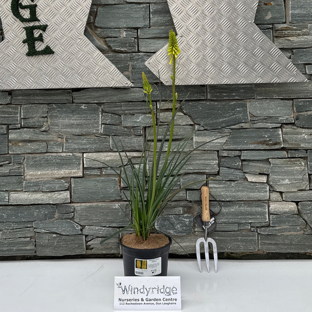 KNIPHOFIA 'Lemon Popsicle'