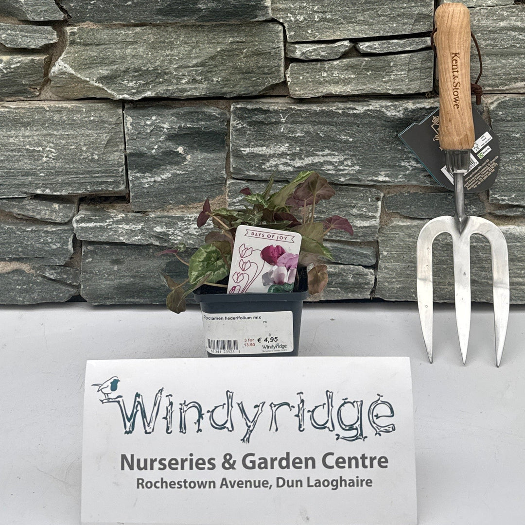 Cyclamen hederifolium mix  P9