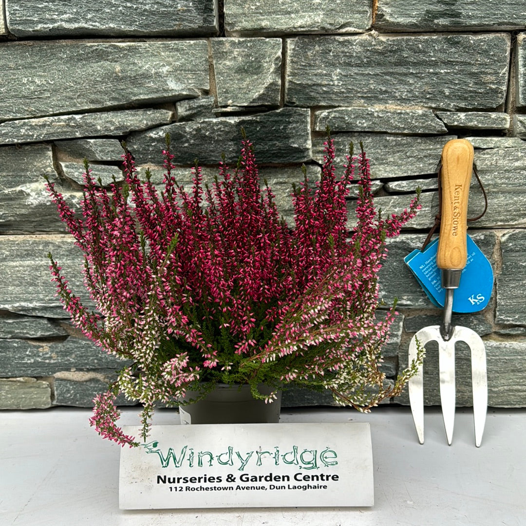 Calluna vulg. Garden Girls