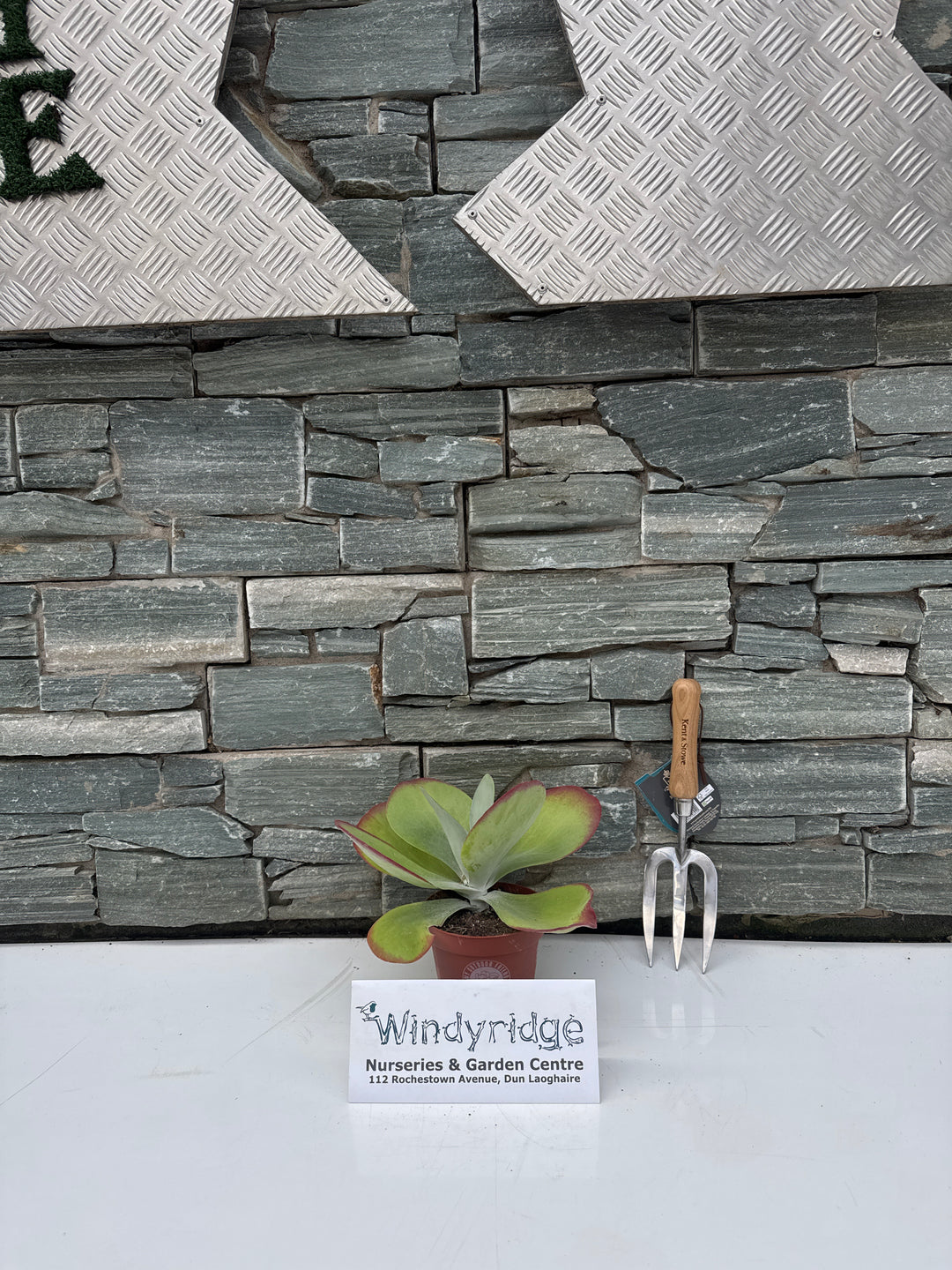 Kalanchoe NF thyrsiflora Flapjack