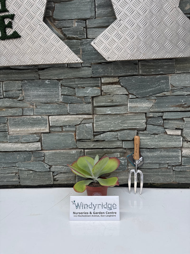 Kalanchoe NF thyrsiflora Flapjack