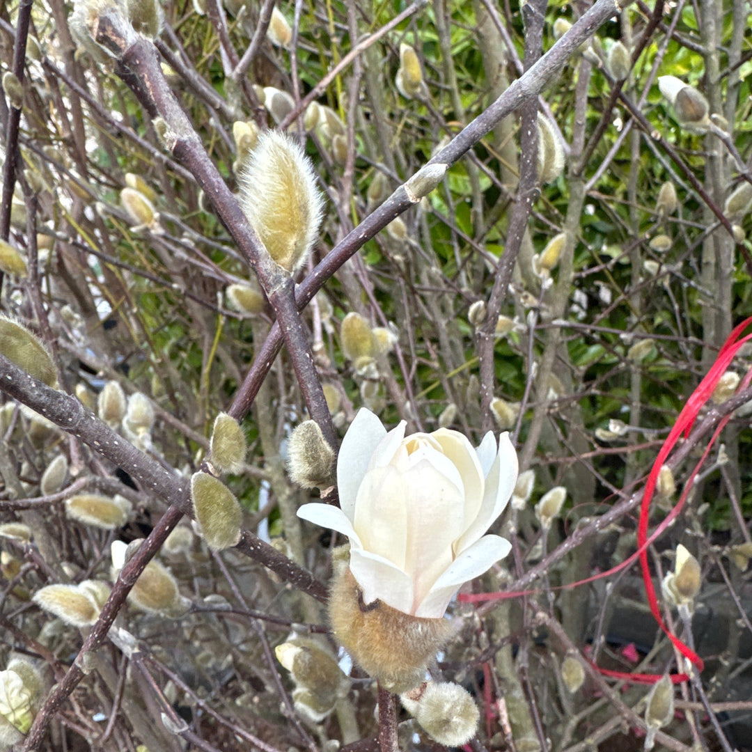 Magnolia stellata 150-175, C45, SOL   