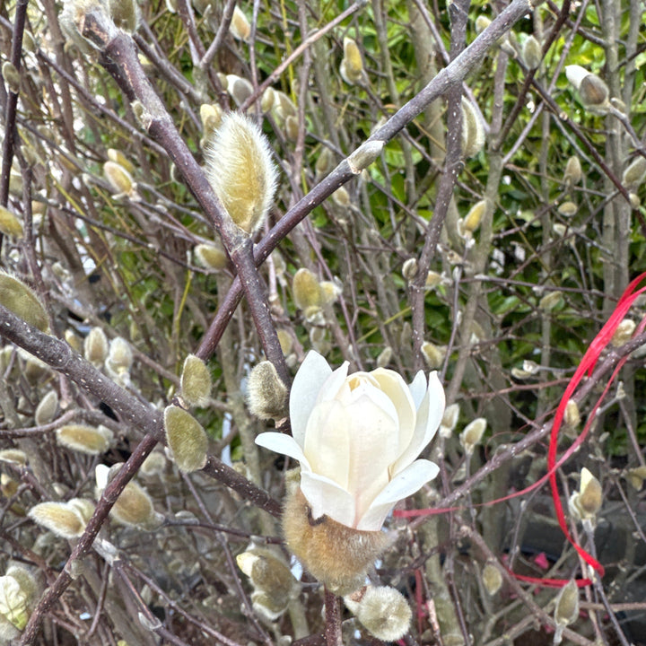 Magnolia stellata 150-175, C45, SOL   