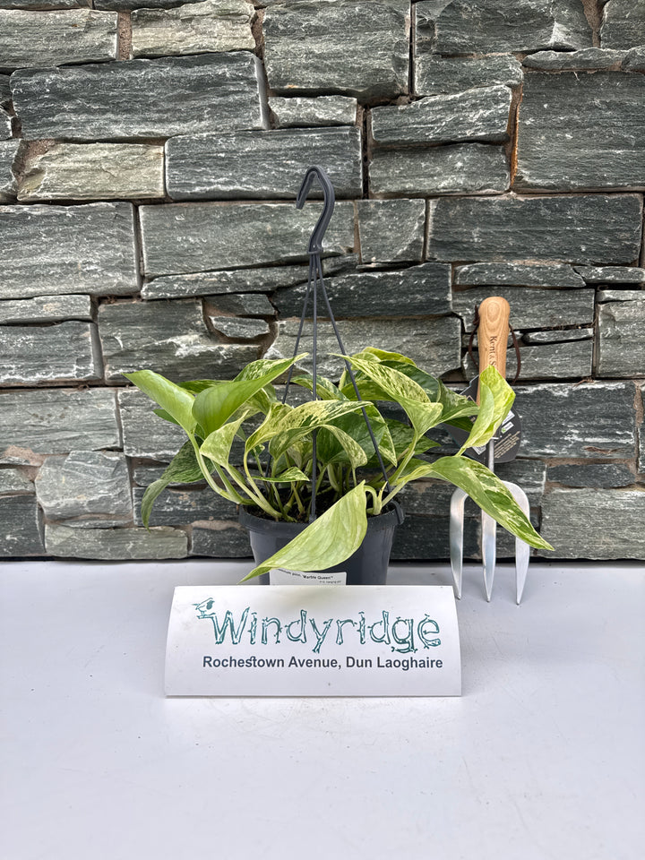 Epipremnum pinn. Marble Queen P15, hanging pot