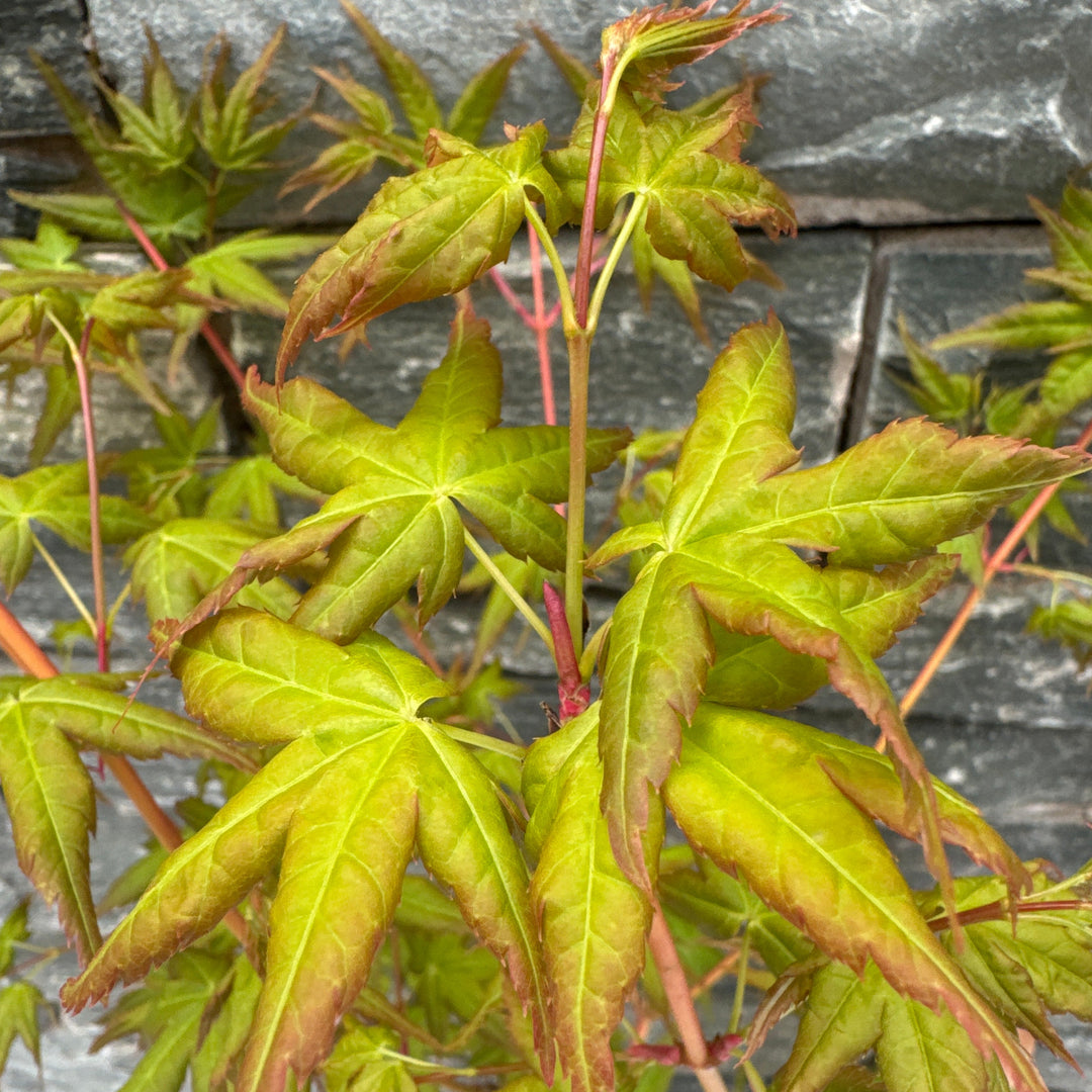 Acer pal. Bi-hoo