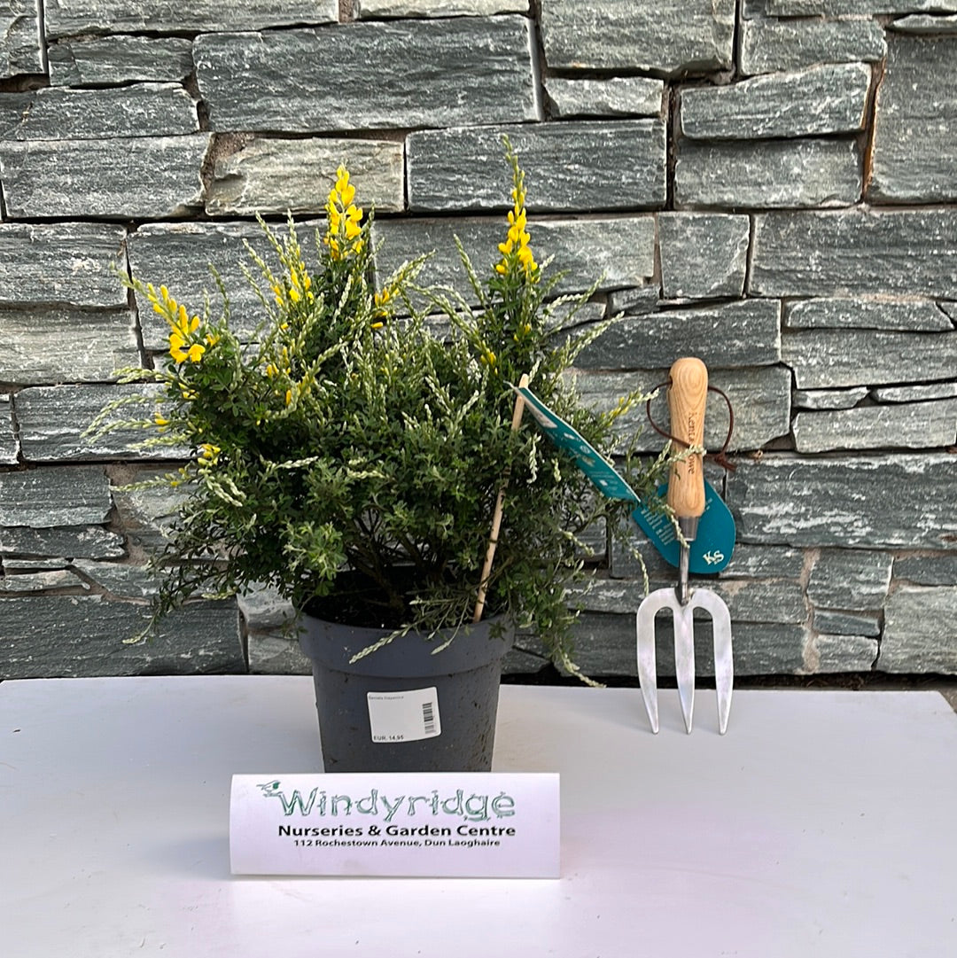 Genista hispanica