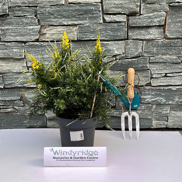 Genista hispanica