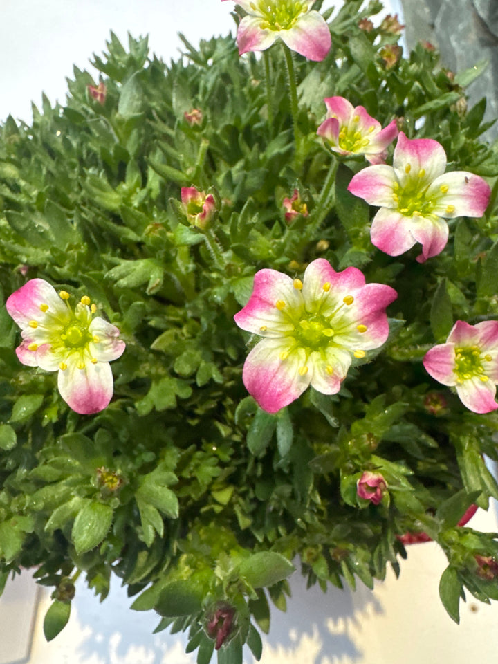 Saxifraga Marto Picotee - Herbaceous - Windyridge Garden Centre