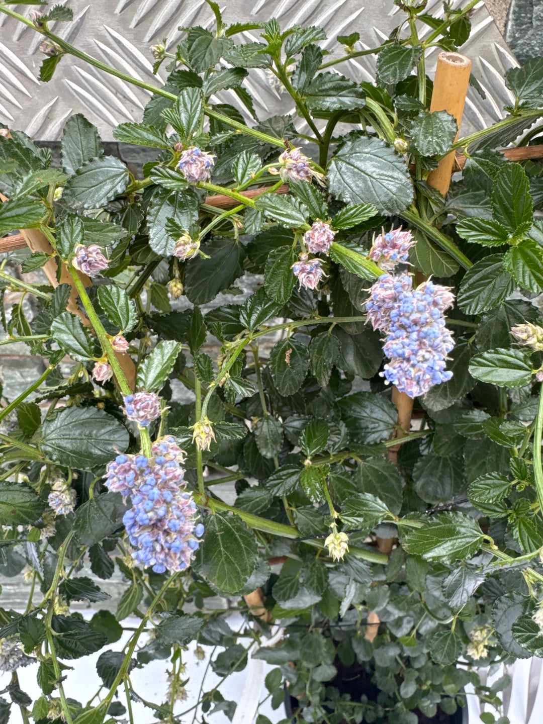 Ceanothus thyrs. repens