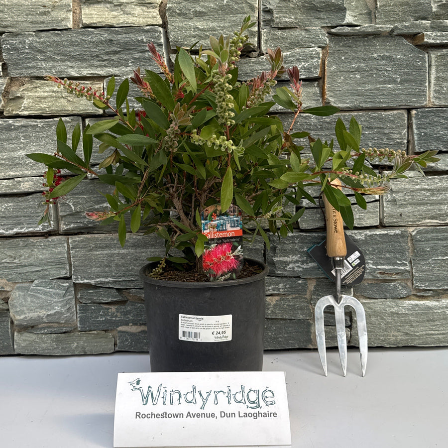 Callistemon Laevis P19 - Shrubs - Windyridge Garden Centre