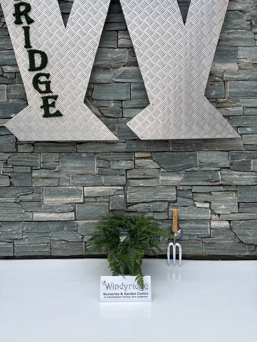 Davallia decorum - hanging pot - teyermannii