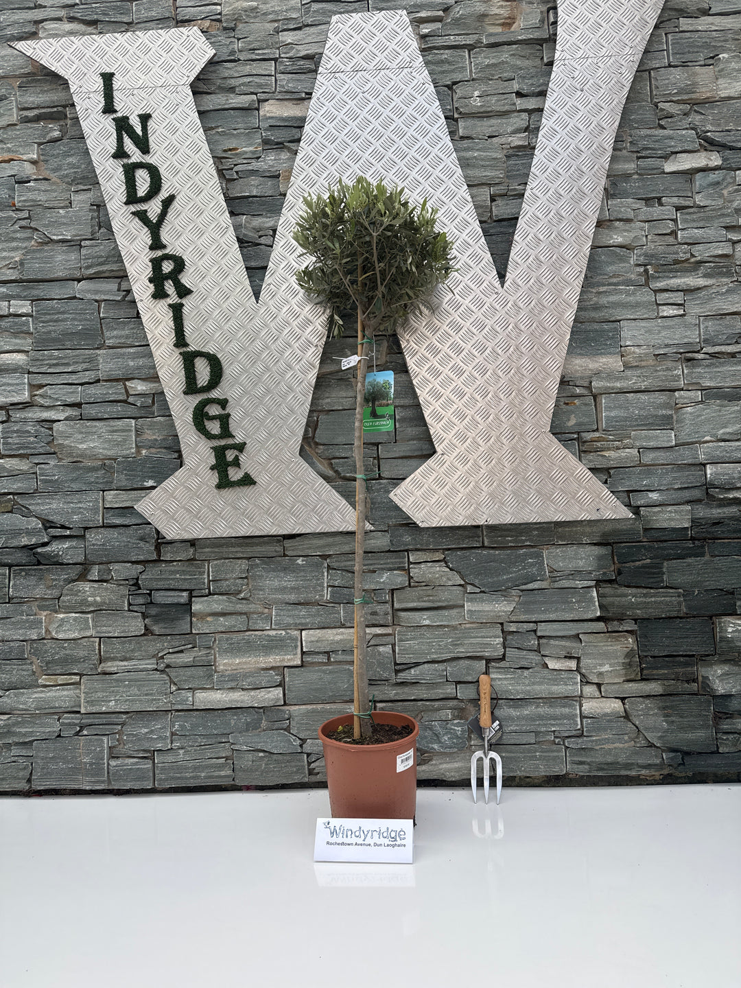 Olea europaea P27 90/STD-35-40-HEAD