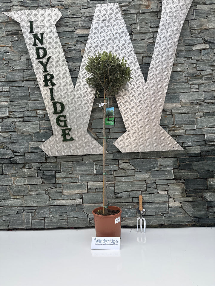 Olea europaea P27 90/STD-35-40-HEAD